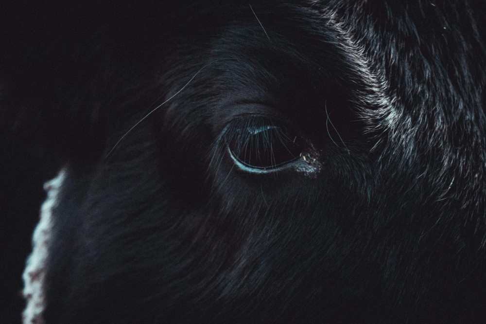 Nu er det tid til at opdage den mystiske dogman
